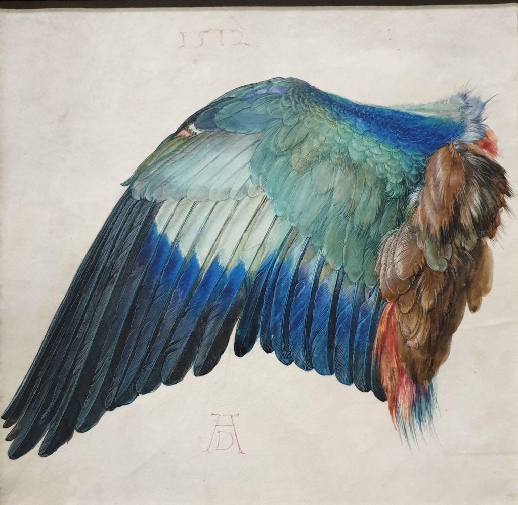 Albrecht Dürer (Albertina,&nbsp;Wenen)